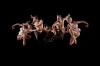 BJM - Les Ballets Jazz de Montréal 